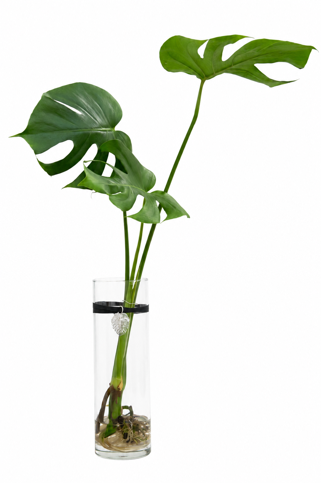 The Classic 10.5'' with Monstera