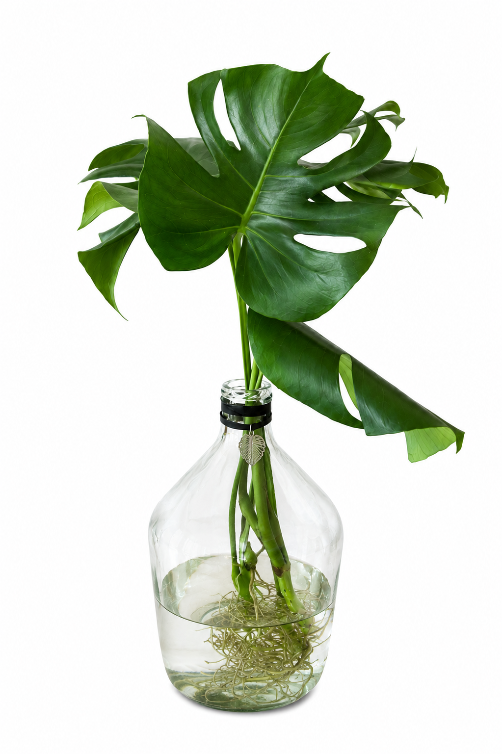 Bombo Glass Bottle Vase with Monstera hydroponic plant