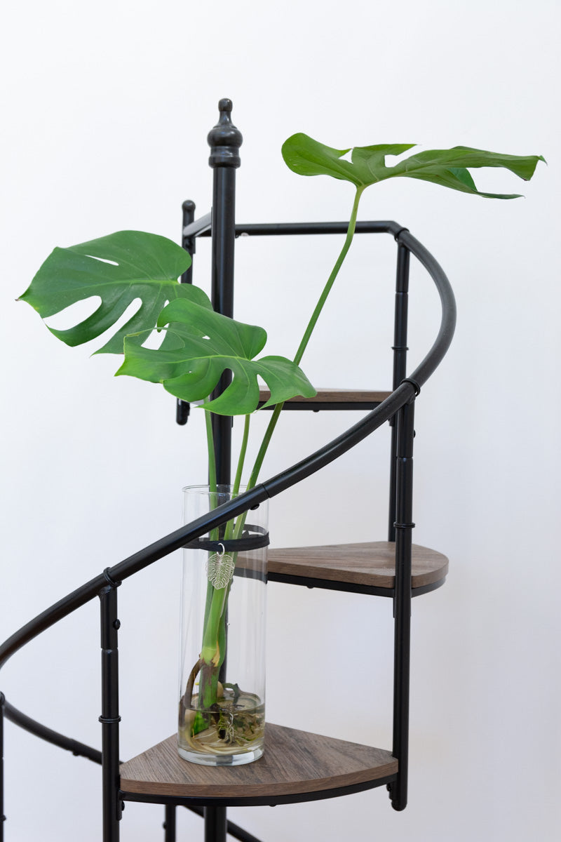 The Classic 10.5'' with Monstera
