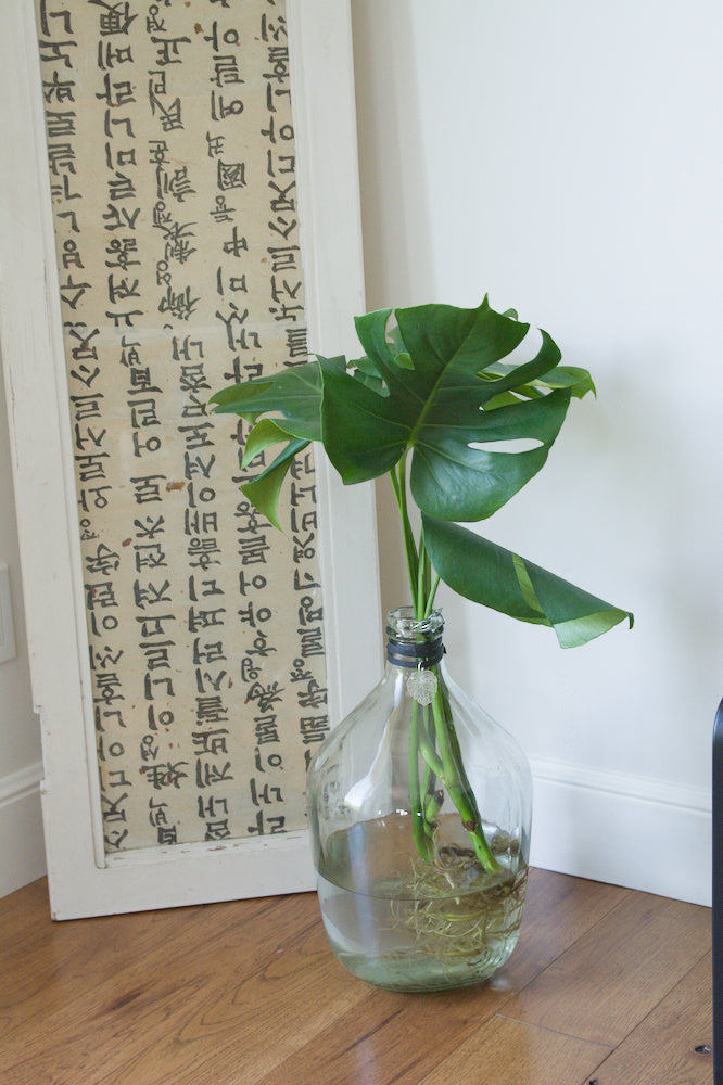 The Tall 15'' with Monstera