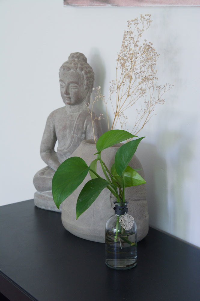The Potion – 5.25" with with Pothos