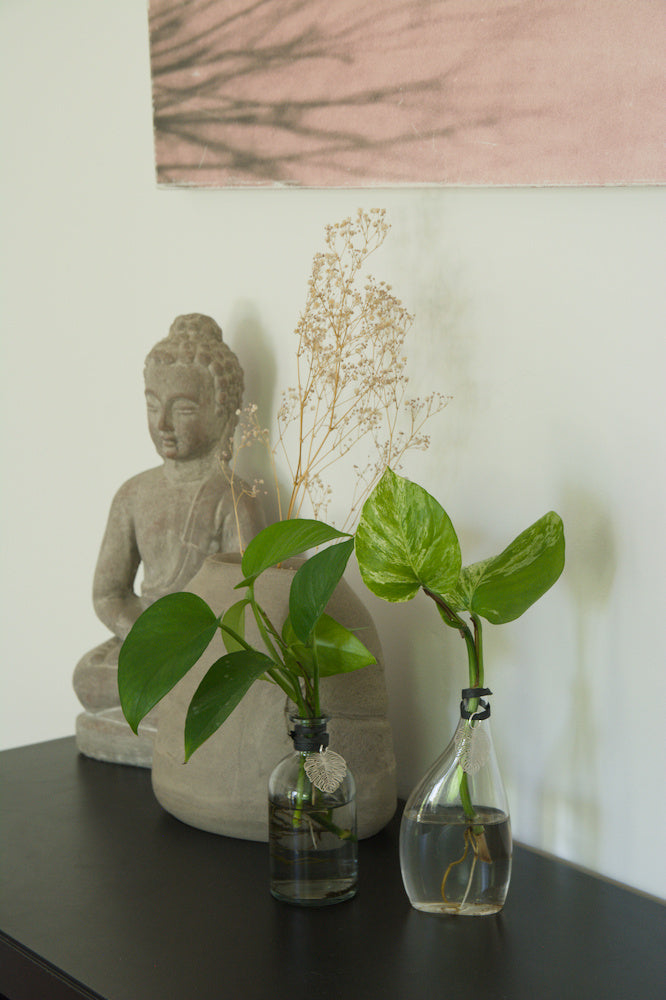 The Flat – 6.25" with Scindapsus pictus or Pothos
