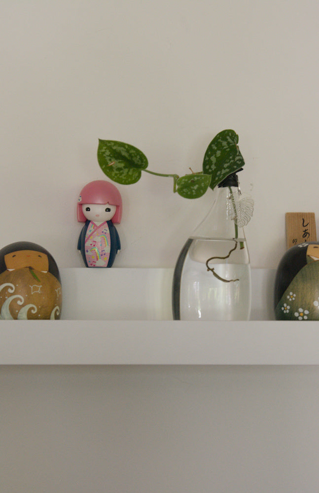 The Flat – 6.25" with Scindapsus pictus or Pothos