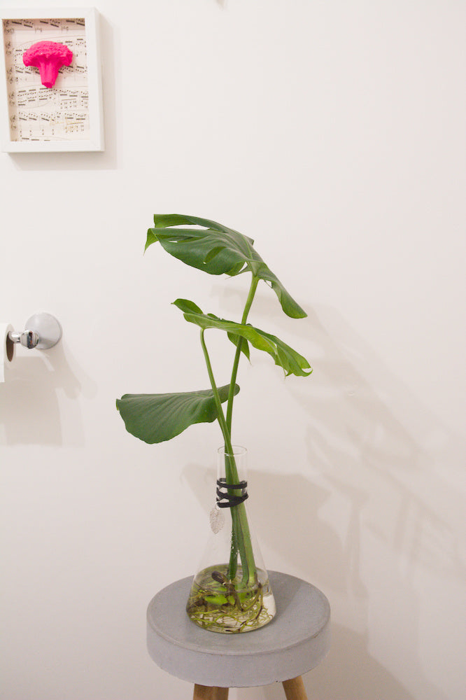 The Chemist 9.25'' with Monstera