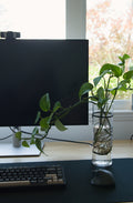 The Classic 10.5'' with Pothos
