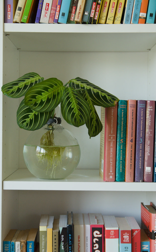 The Round 7'' with Prayer Plant