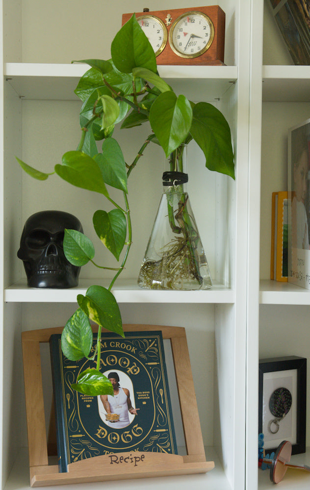The Chemist 9.25'' with Pothos