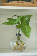 The Round – 7"  with Syngonium