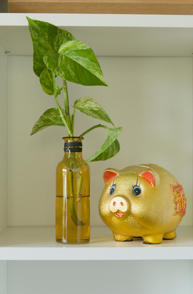The Amber – 6.5" Hydroponic Glass Bottle