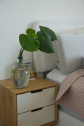 The Big Round 10'' with Monstera