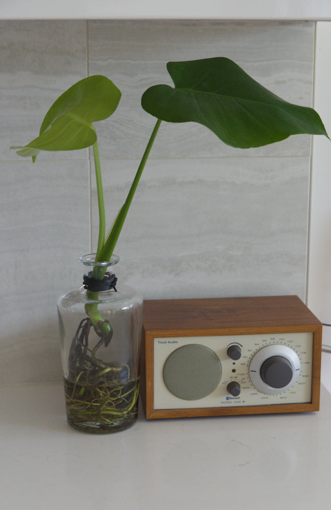 The Bottle 8'' with Monstera