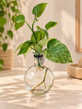 The Round – 7"  with Pothos